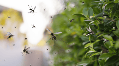 הרחקת יתושים | שיטות מומלצות וטיפים איך להרחיק יתושים בבית / בגינה