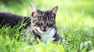 מלכודת חתולים רב שימושית | מלכודות הומניות מקצועיות ללכידת חתולים
