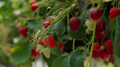 המדריך לגידול תותים במרפסת בבית או בגינה
