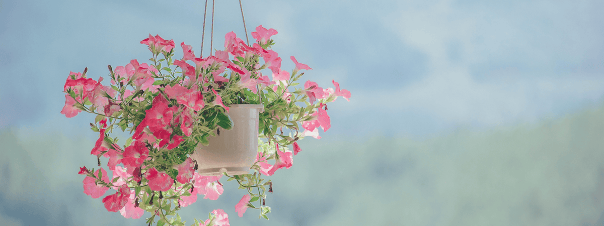 מתלים לעציצים ואדניות