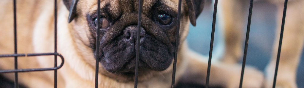 גדר אילוף ותיחום