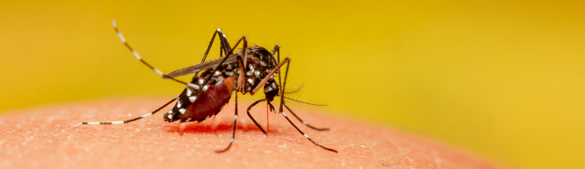 הדברת יתושים