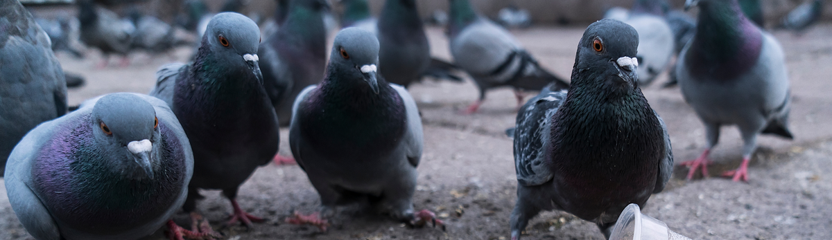 דוקרנים נגד יונים