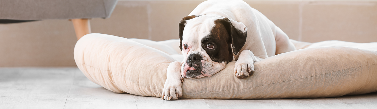 מיטות לכלבים