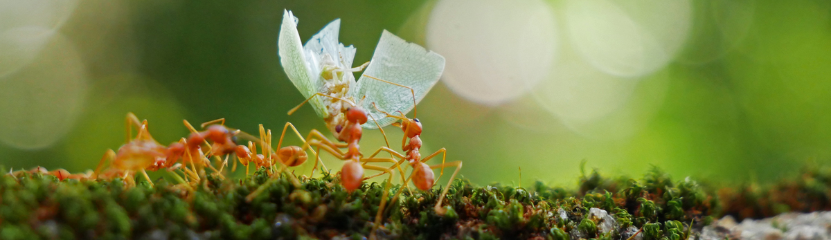 הדברת נמלים