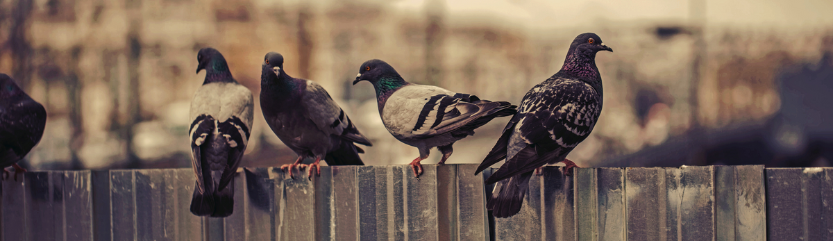 הרחקת יונים אלקטרונית