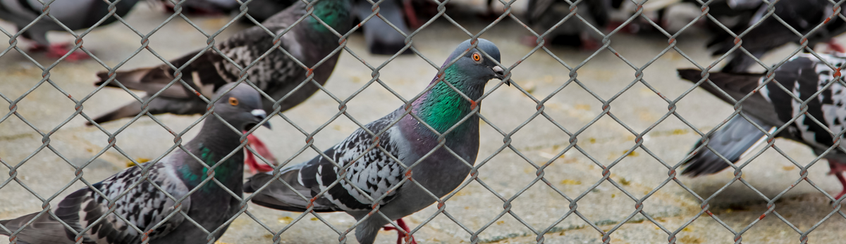 רשת נגד יונים