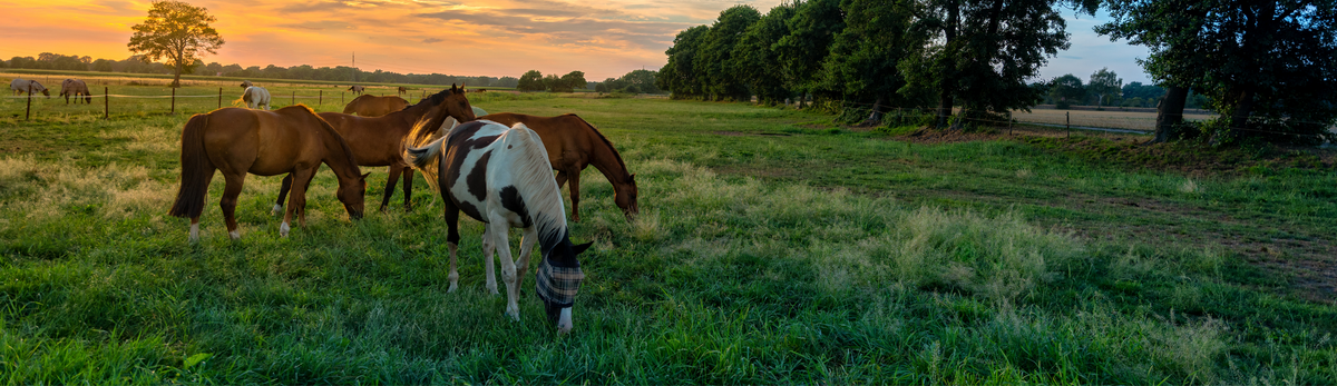 מוצרים לסוסים