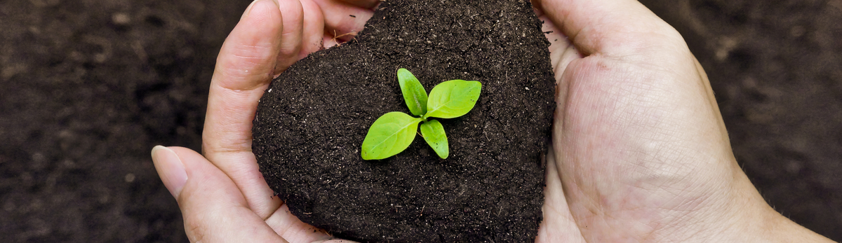 טיפול בעצים