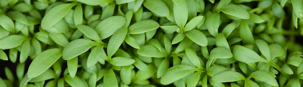 תוספי ברזל לצמחים