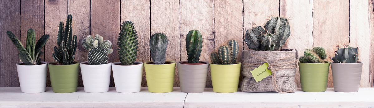 צמח צבר / קקטוס מלאכותי