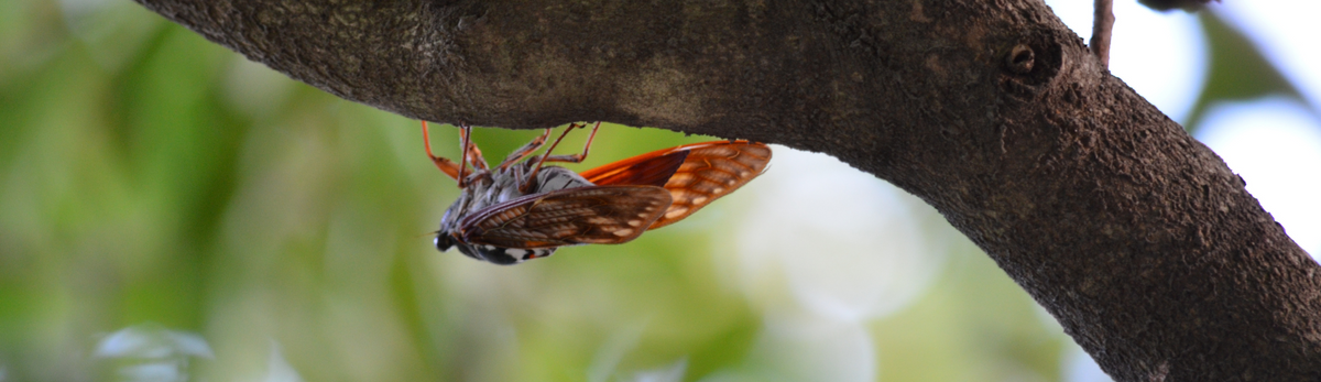 הדברת ציקדות