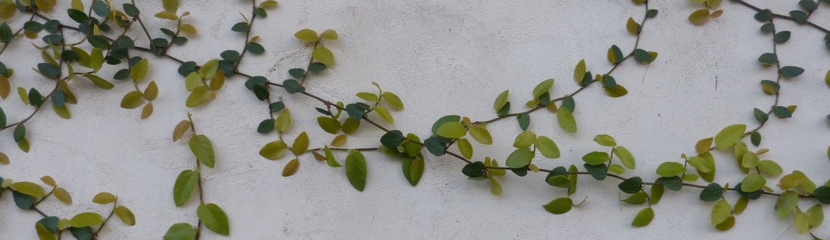 אביזרים לצמחים מטפסים