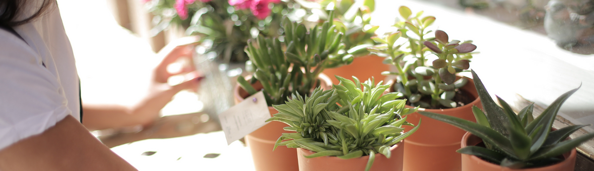 צמחייה מלאכותית