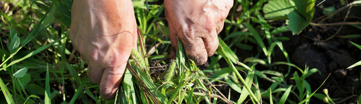 קוטלי עשבים