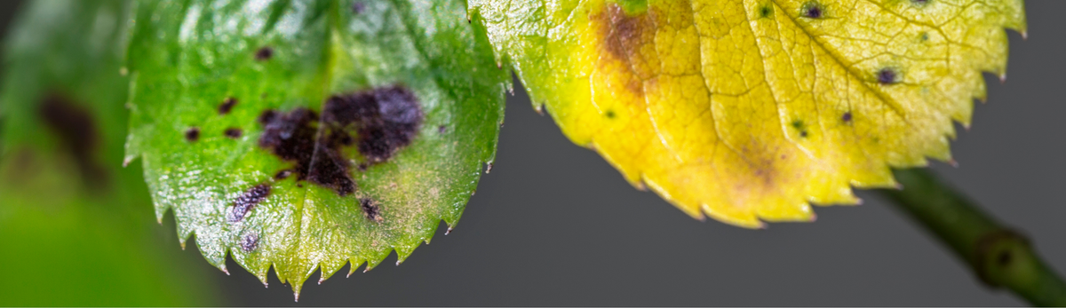 הדברת קימחון וקימחונית