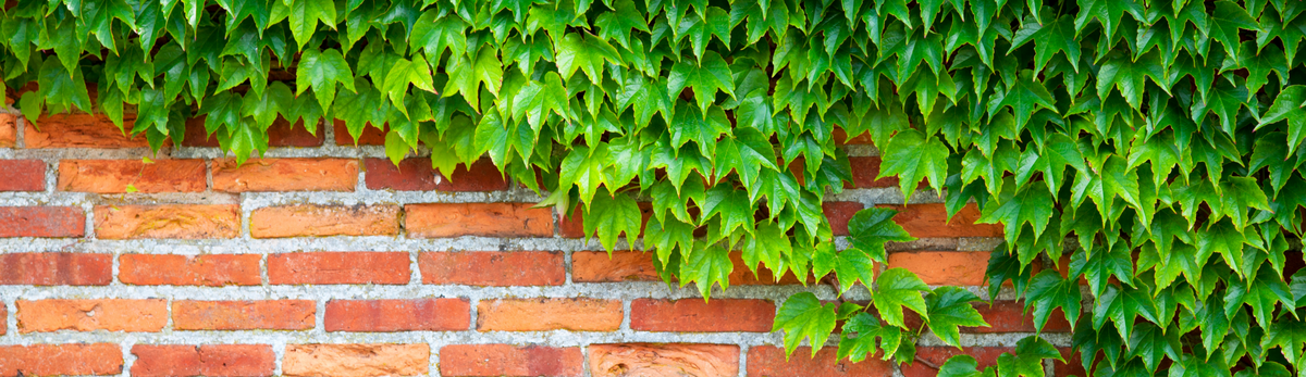צמחים מלאכותיים נשפכים