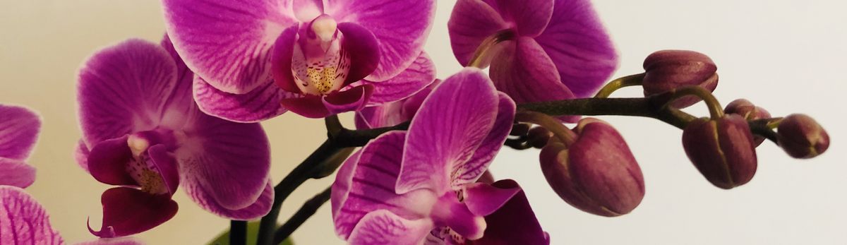 עציץ סחלב מלאכותי