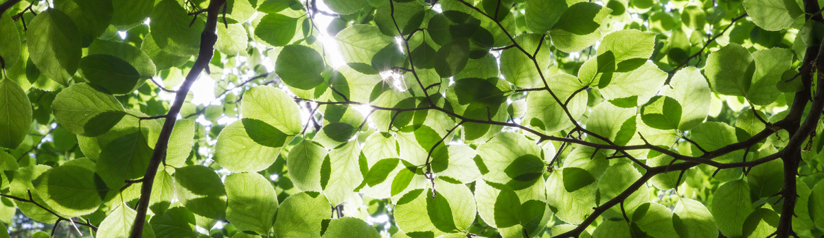 מבריקי עלים