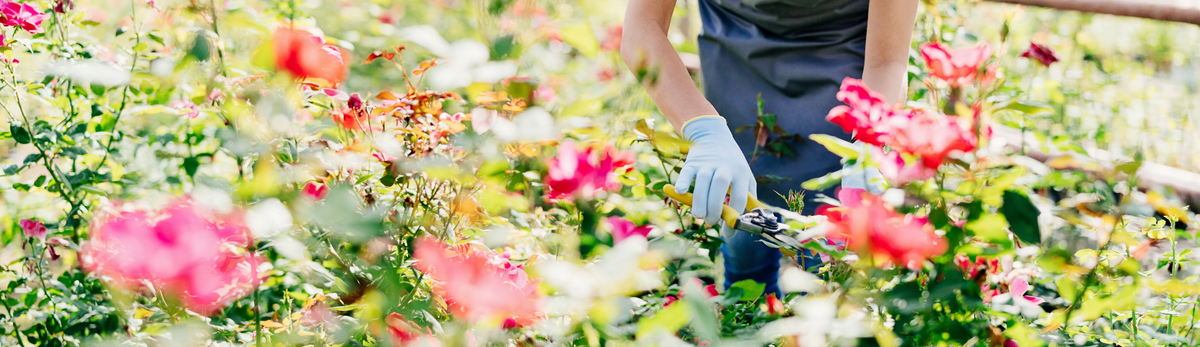 מערכות גיזום