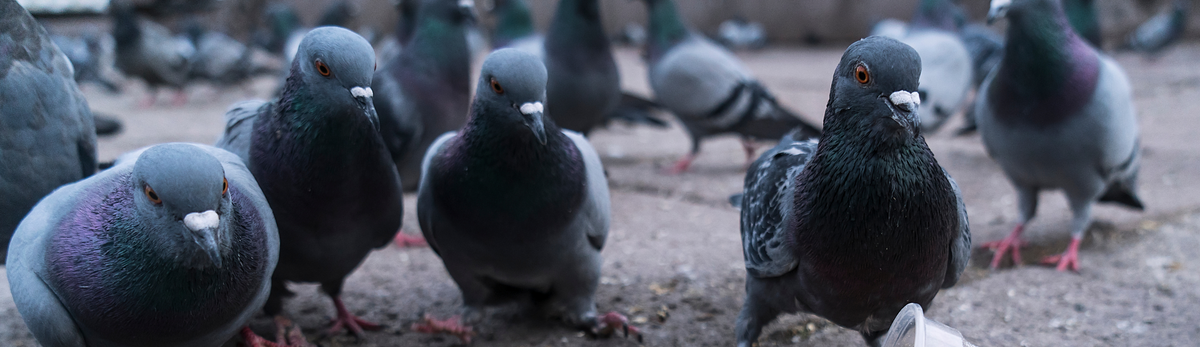 הרחקת יונים וציפורים