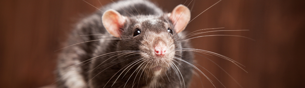 הדברת חולדות