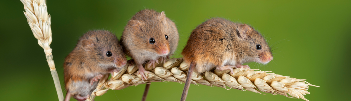 הדברת עכברים