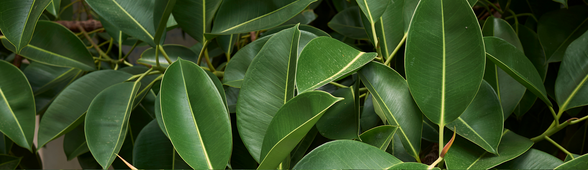 פיקוס מלאכותי