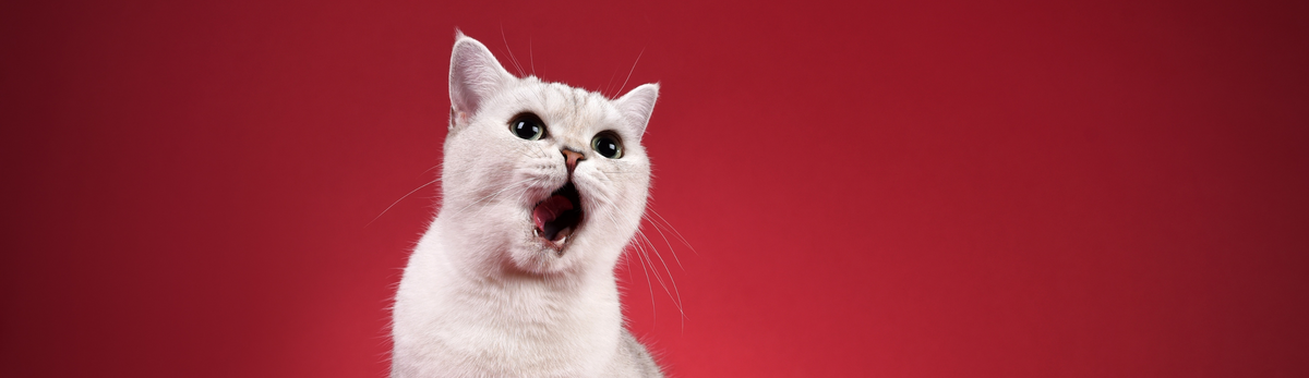 מלכודות חתולים