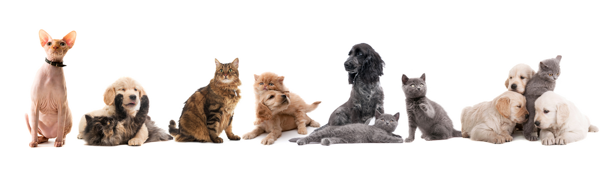 הרחקת כלבים וחתולים