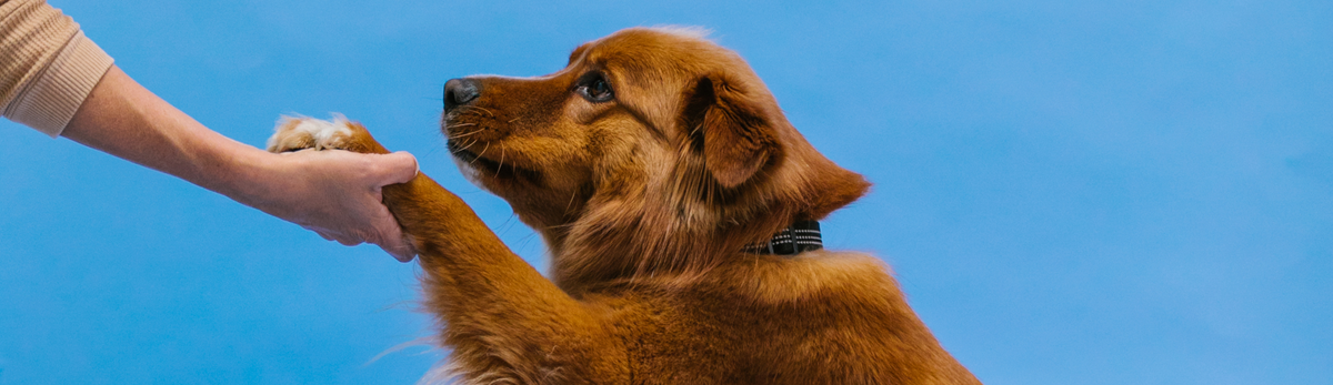 ציוד אילוף לכלבים