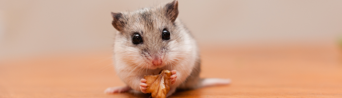 מוצרים לארנבים ואוגרים