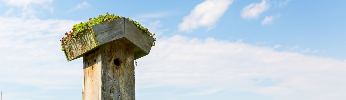 תיבות קינון