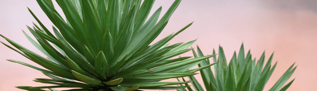 עץ יוקה מלאכותי