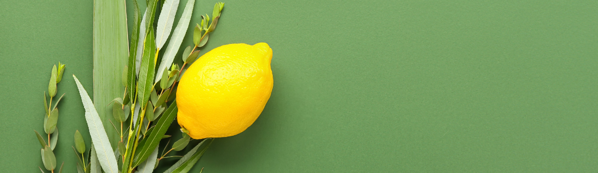 מוצרים לסוכות