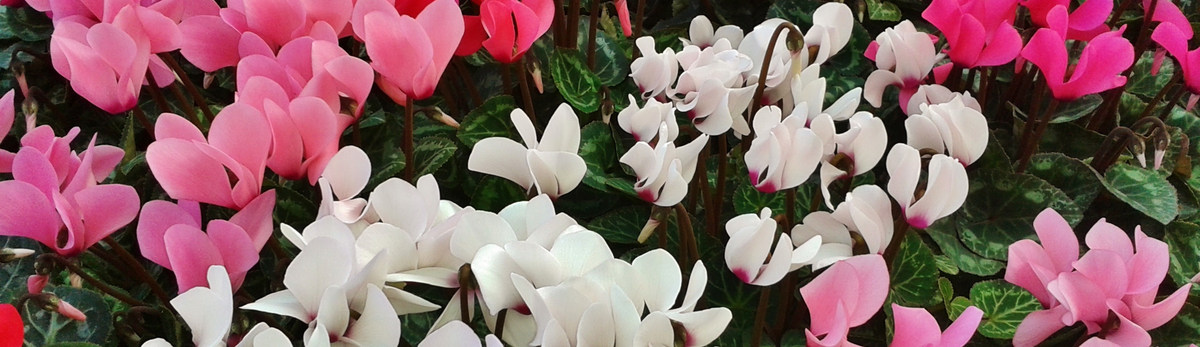 עציץ רקפת מלאכותי