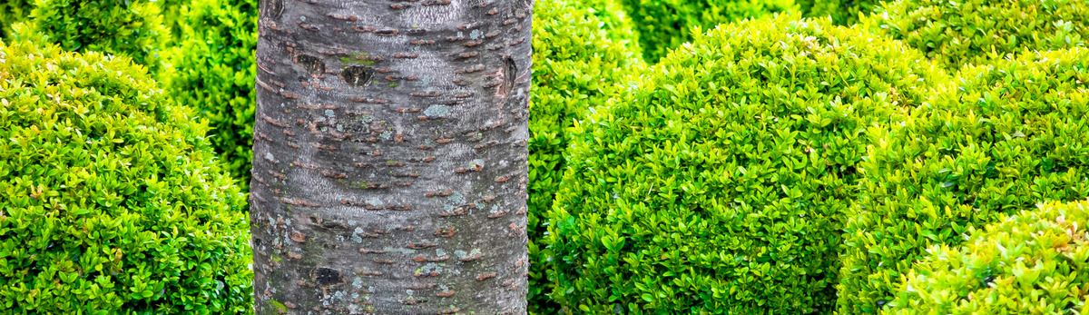 עץ כדור ותאשור מלאכותי