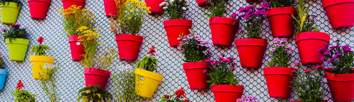 עציצים וקערות שתילה