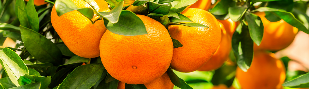 עץ תפוזים מלאכותי