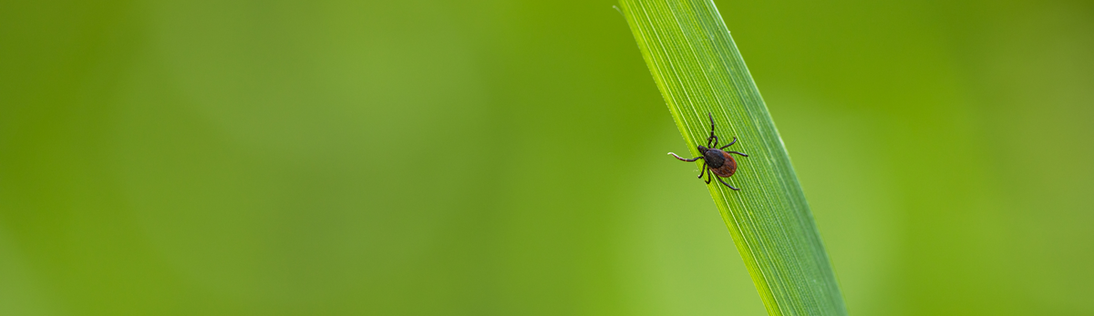פרעושים וקרציות
