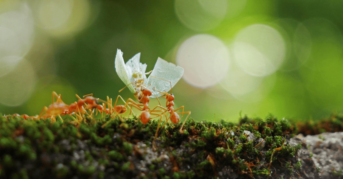 הדברה נמלי אש