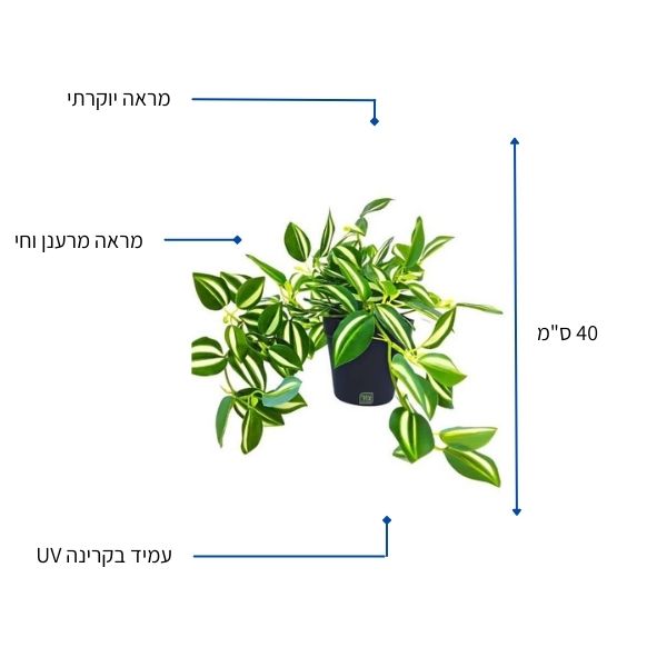 יהודי נודד נשפך