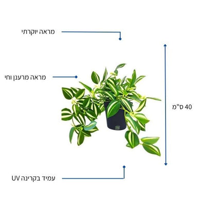 יהודי נודד נשפך