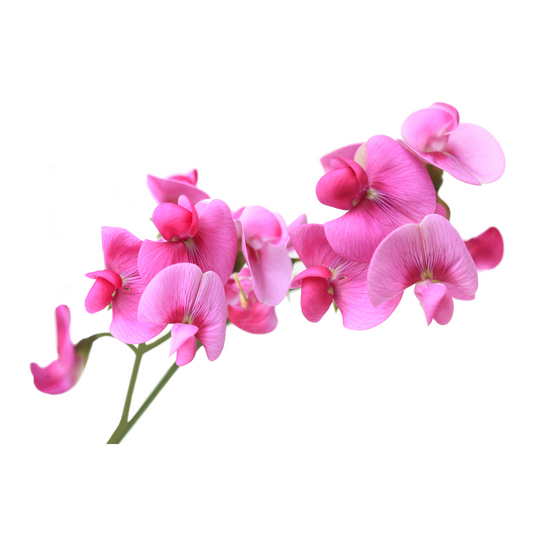 זרעי אפוטנה ריחנית