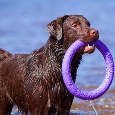 פולר לכלב גדול משחק בים צור מרקט