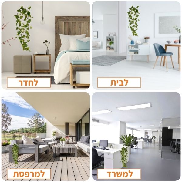 פוטוס נשפך 200 ס"מ