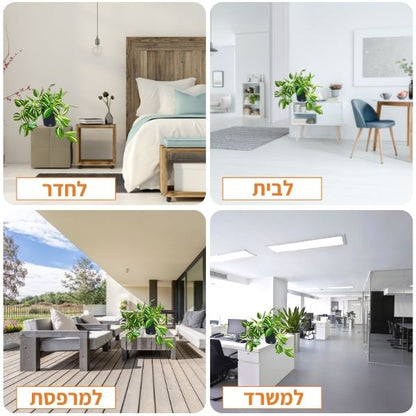 צמח מלאכותי יהודי