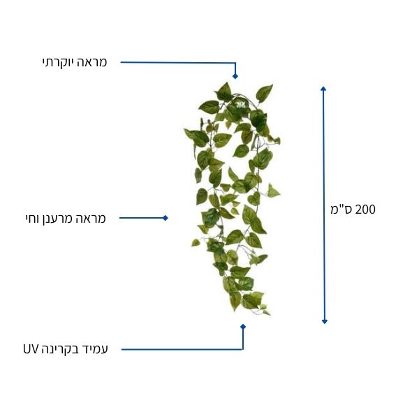פוטוס מטפס 200 ס"מ
