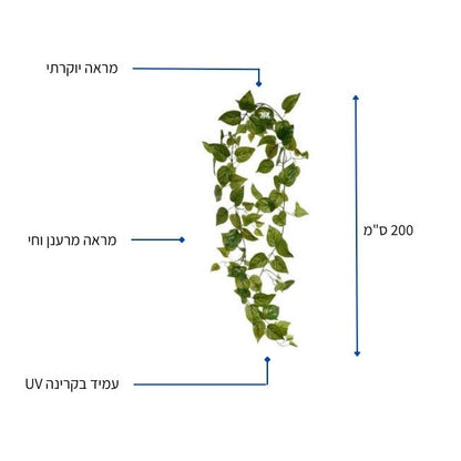 פוטוס מטפס 200 ס"מ