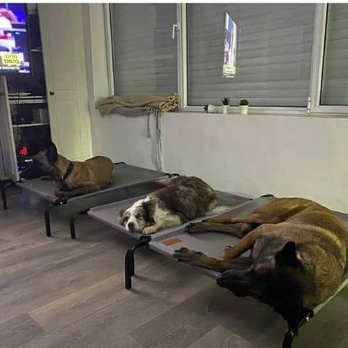 מיטת טרמפולינה מוגבהת לכלב, מפחיתה את העומס על המפרקים, עוזרת לכלב להתקרר, 130X80 ס"מ